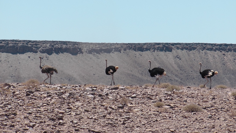Strauße Rand des Fish River Canyons